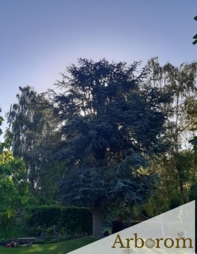 Elagage cèdre Hainaut
