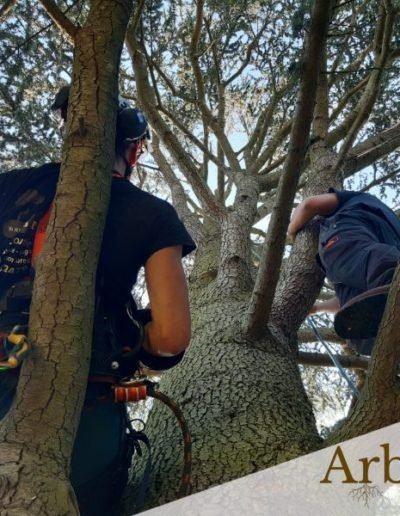 Entreprise d'élagage Belgique