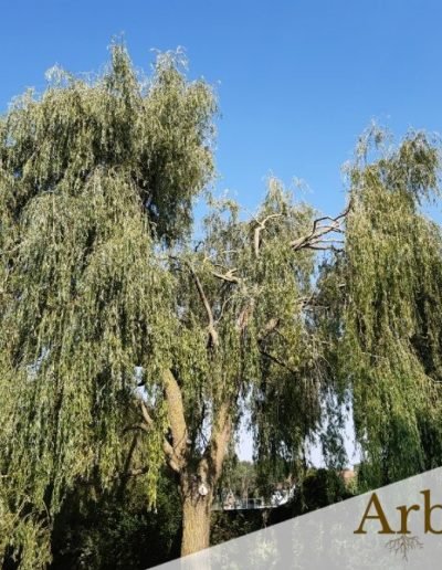 Taille saule branche cassée