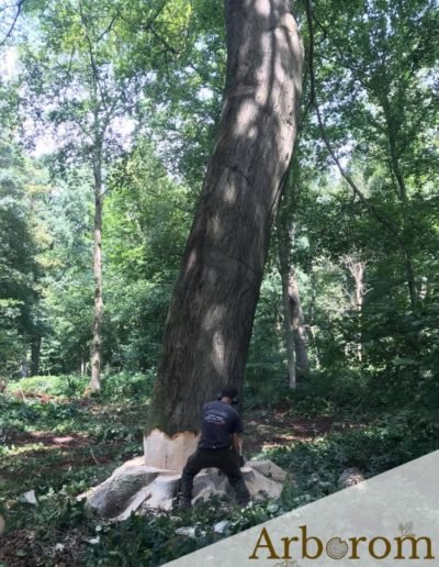 Entreprise d'abattage forestier en belgique