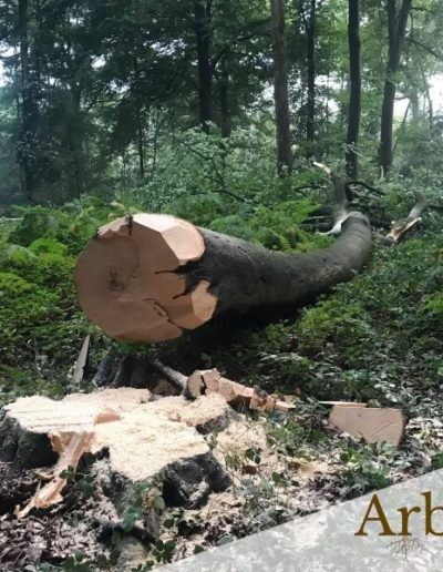 Abattage gros arbres en Belgique