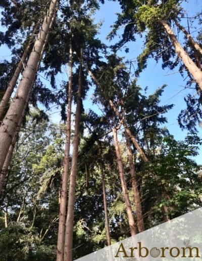 Arbre déraciné à abattre