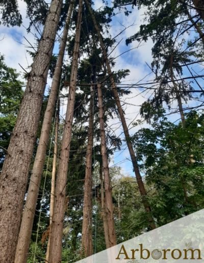 Arbre déraciné à abattre