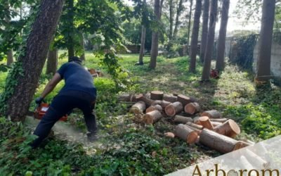 Démontage dangereux d’un abies suspendu