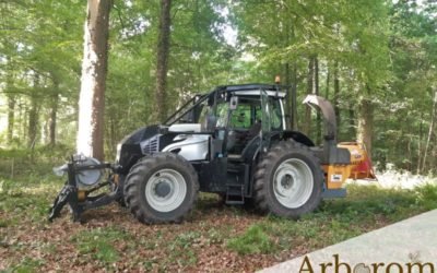 Abattage de frênes dans une propriété boisée – environnement préservé