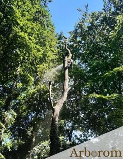 Démontage d'arbres dangereux