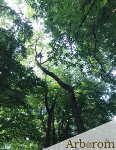 Broyage des branches
