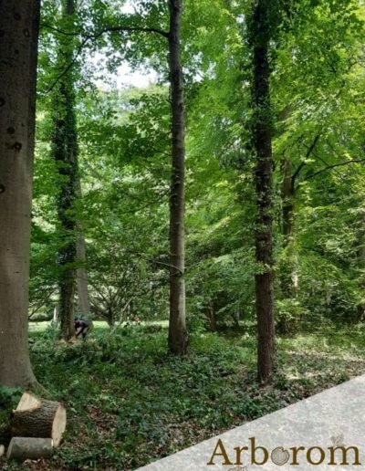Broyage des branches