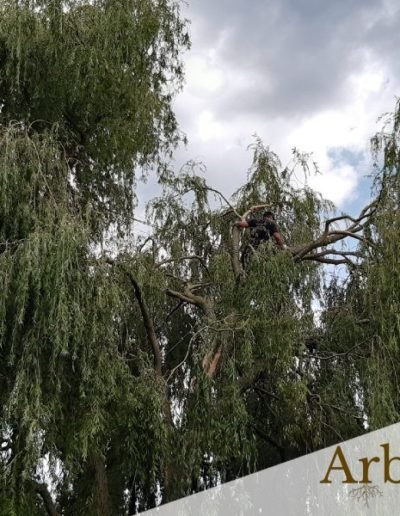Arbre cassé par le vent