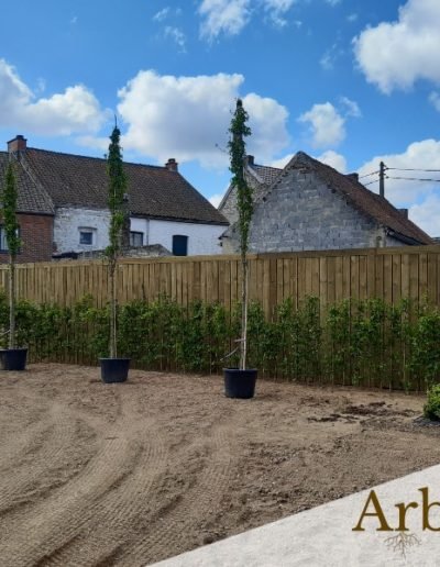Création de jardin, plantation d'arbres ornementaux