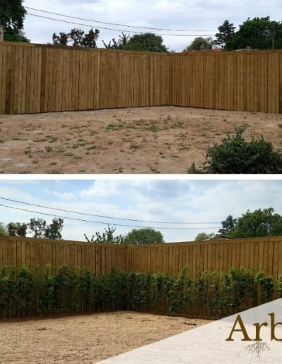 Installation de haie de charme Beloeil
