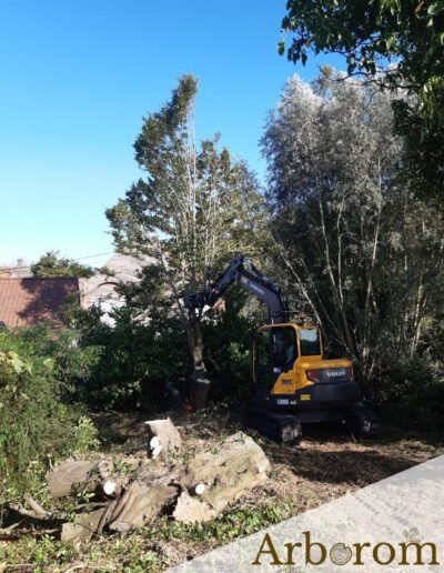 Faire abattre des charmes - Entreprise Arborom