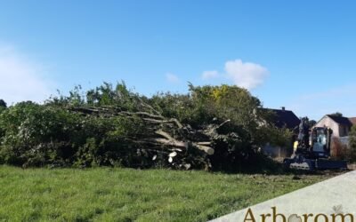 Abattage de grands charmes à la grue – broyage et rognage des souches