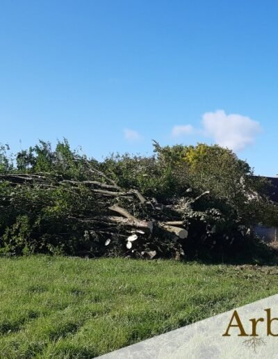 Entreprise d'abattage en Hainaut