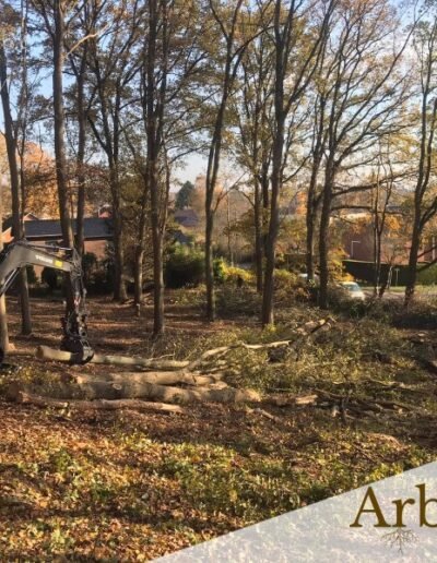 Abattage d'arbres à la grue | Entreprise d'exploitation forestière