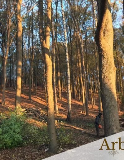 Abattage de chênes à Blaton | Entreprise Arborom
