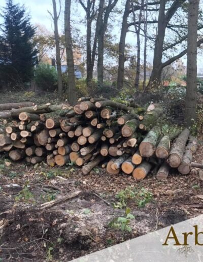 Exploitation forestière dans le Hainaut | Entreprise spécialisée