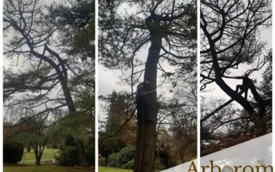 Abattage par démontage d’un pin mort – rétention de branches