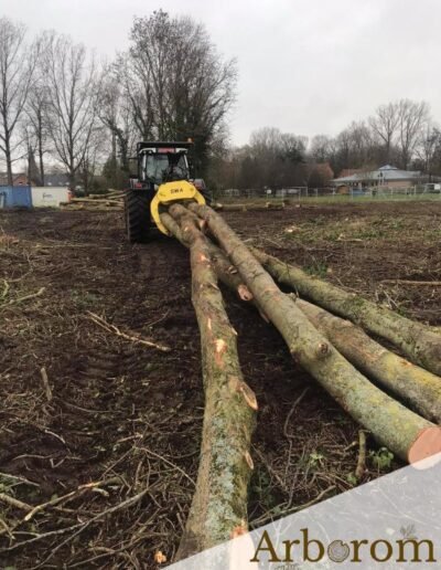 Débardage du bois après l'abattage des arbres - mons