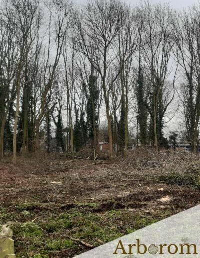 Travail d'abattage avant chantier - broyage du sol