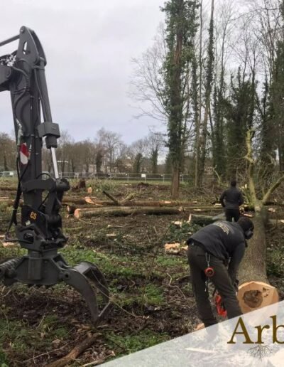 Abattage d'arbres région de mons