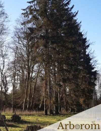 Chantier d'abattage d'epiceas scolytes, broyage des branches. Entreprise Arborom