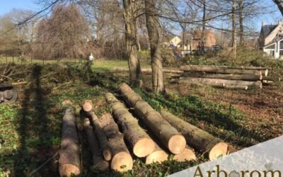 Déboisement d’éclaircie dans le sous-bois d’une propriété privée – épicéas et divers feuillus