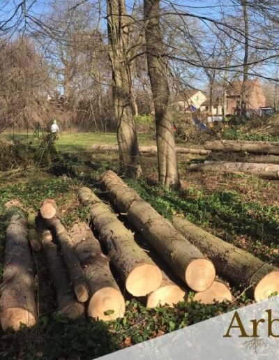 Faire abattre des arbres dans un jardin - entreprise locale près de Mons