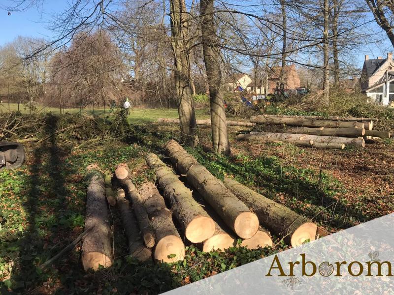 Faire abattre des arbres dans un jardin - entreprise locale près de Mons