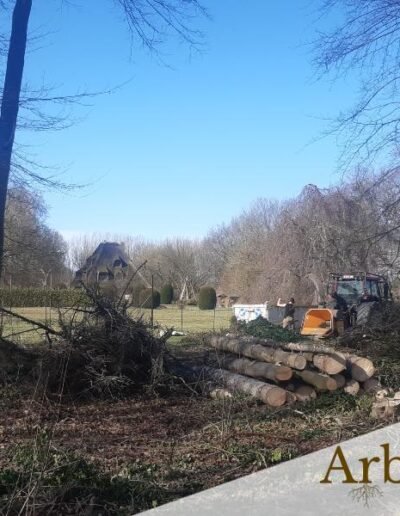 Abattage de sapins et broyage des branches