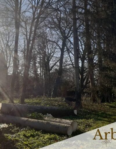 Travail de déboisement d'un jardin par l'entreprise Arborom - Belgique hainaut