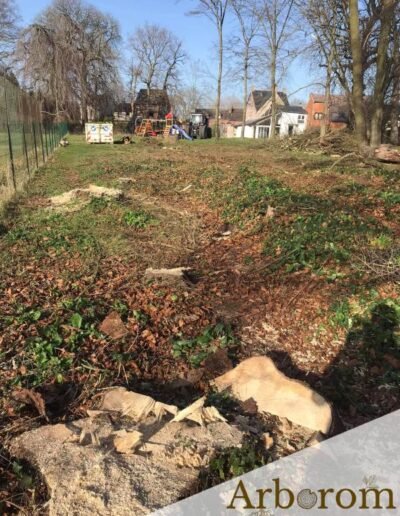 faire abattre des sapins et rogner les souches à Mons
