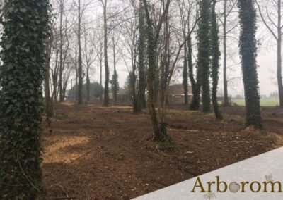 Travail de nettoyage dans un sous-bois avec gyrobroyage