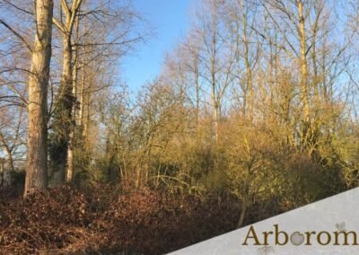 Nettoyer un sous-bois - Entreprise Arborom