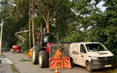 Démontage d’un hêtre malade à Ville-Pommeroeul : sécurité, efficacité et valorisation